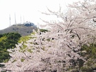 函館公園の桜と函館山