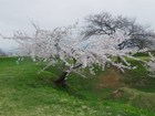 五稜郭の桜（静）