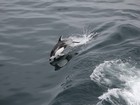 津軽海峡のイルカ