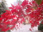 初雪と紅葉