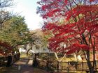 函館公園の紅葉