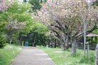 四稜郭の桜