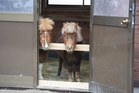 函館公園動物舎　仔馬
