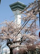 5月　桜の開花はじまる
