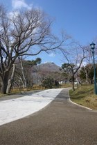 函館公園散策・旧図書館前の歩道