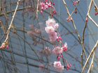 しだれ桜（函館市中央図書館）