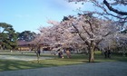 桜と箱館奉行所