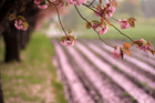 地主海神社の桜